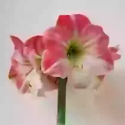 Apple Blossom